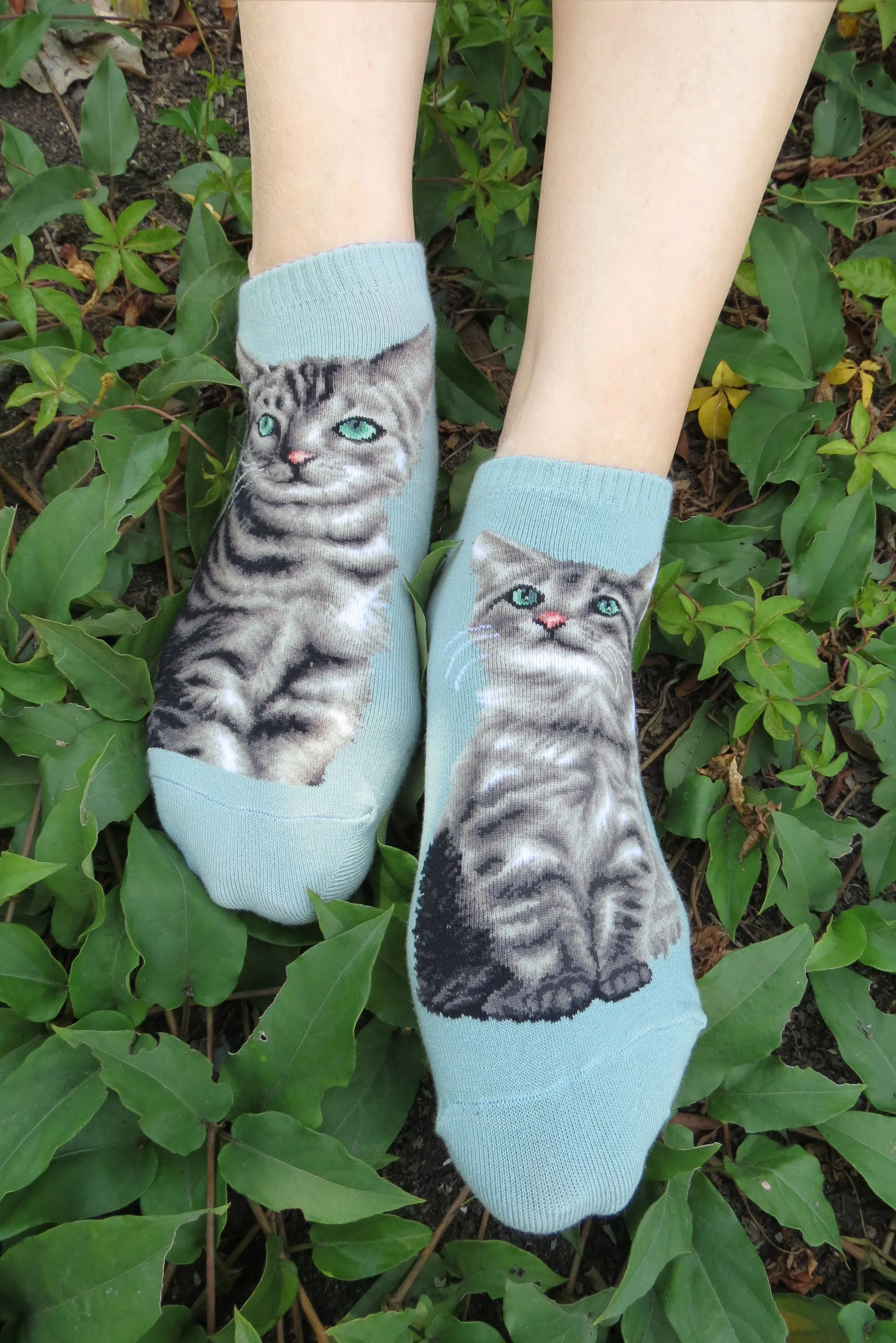 Cat Ankles - American Shorthair