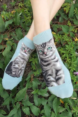 Cat Ankles - American Shorthair